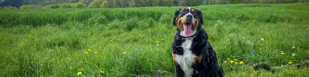 Berner Sennenhund – Berner Sennenhund – Sanfter Riese mit treuem Wesen