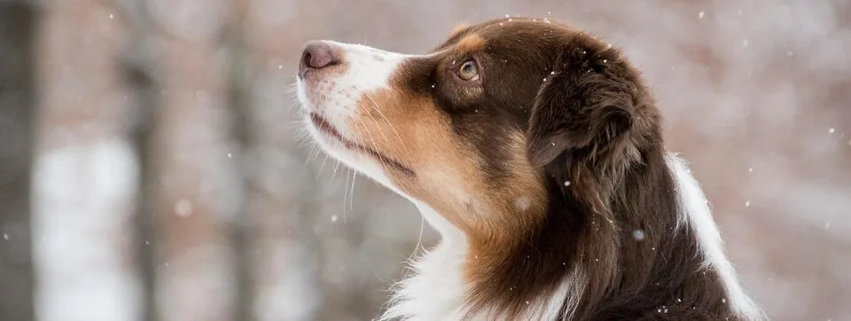 Australian Shepherd – kluger Kopf, großes Herz und endlose Energie