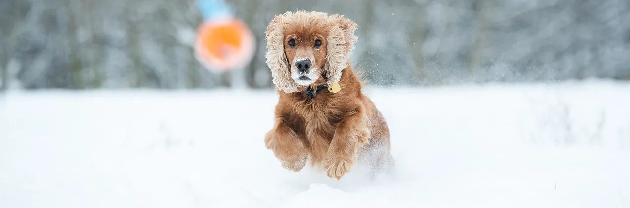 Cocker Spaniel – Lebensfreude mit langen Ohren und großem Herzen