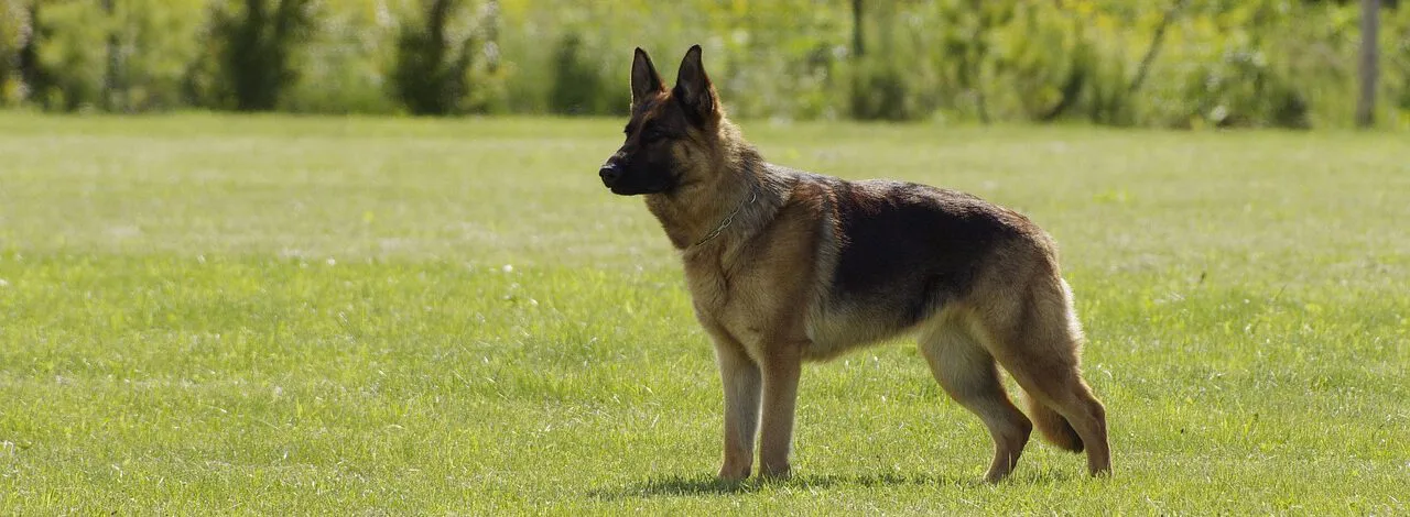 Deutscher Schäferhund – kluger Beschützer mit starkem Charakter und sensibler Seite 