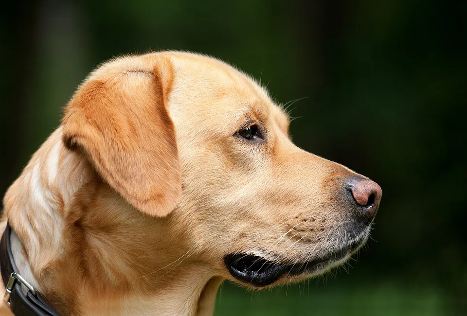 Labrador Retriever – Der freundliche Alltagsheld mit großem Herzen 