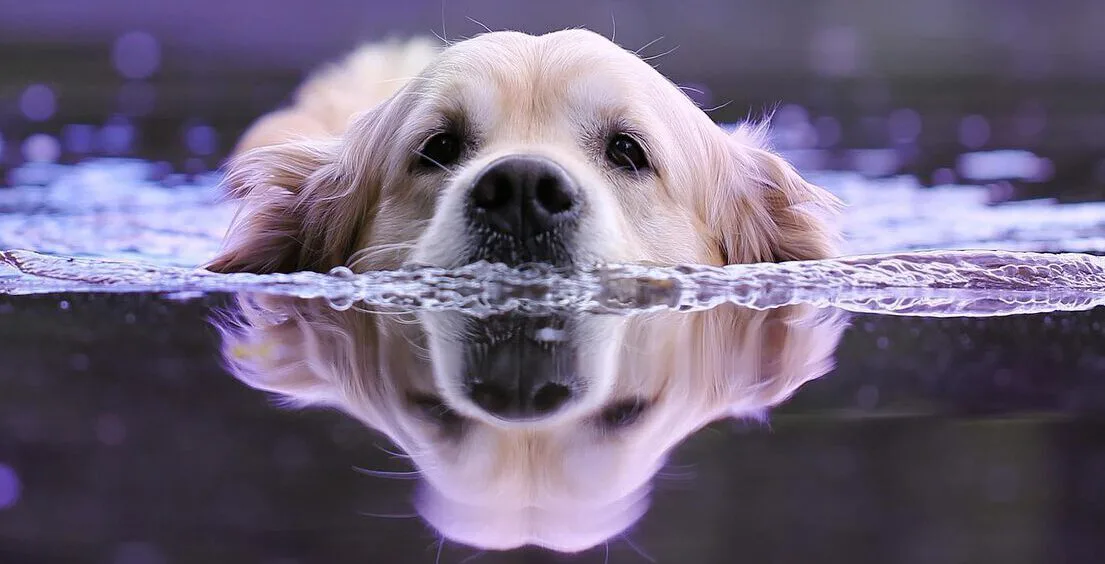 Gelenkprobleme bei großen Hunden: Ursachen, Symptome und was wirklich hilft