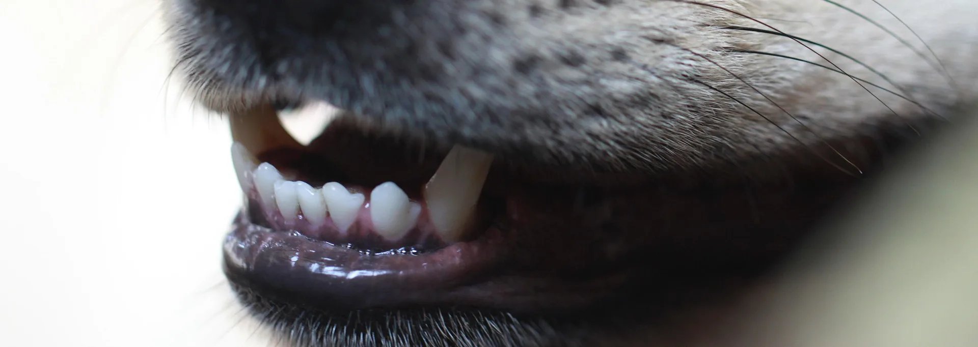 Zahnpflege bei Hunden und Katzen – warum sie so wichtig ist und wie sie stressfrei gelingt